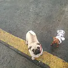 【搞定了！】出售一只成年巴哥犬