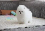 赛级博美幼犬 小体俊介，纯种哈多利球形博美