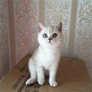 漳州哪里有卖纯种英短的猫场基地，本地英短价格