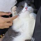 英短银渐层，蓝猫蓝白，美短，异瞳，黑英短等