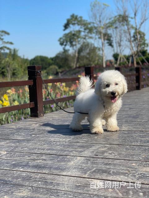 没时间照顾 800元转让只可爱比熊犬 小公5个月左右 不掉毛的图片