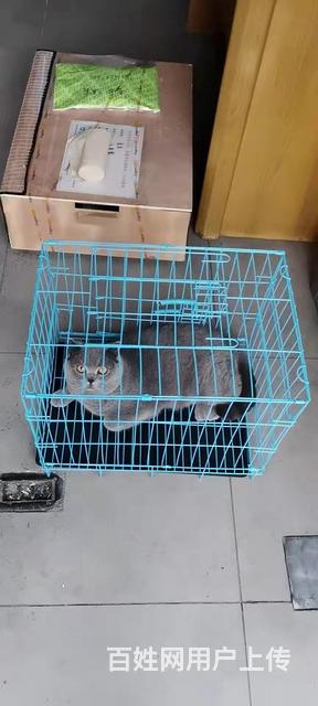 七台河宠物托运价格（猫狗活体快递邮寄） （2023今日 推荐的图片