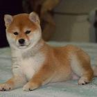 柴犬幼犬、纯种日系柴犬、黑赤色大骨骼、白嘴巴柴犬