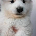 盐城【*推荐】阿拉斯加犬舍‖阿拉斯加养殖场