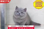哪里有英短蓝猫卖的 蓝猫怎么养 英短蓝猫多少钱
