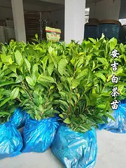 安吉白茶苗 自产自销 保质保量 技术指导