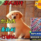 极品金毛导盲犬、金黄色、品相佳、血统纯正、纯种健康