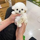 各种名犬对外借配出售回收幼犬