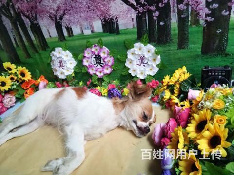 锦州现在有宠物火化服务站啦,锦州宠物殡葬联系吴师傅的图片