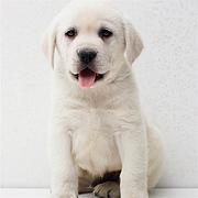 鞍山卖拉布拉多的正规犬舍 出售 繁殖基地 视频选狗