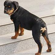 青岛【*推荐】罗威纳犬舍‖罗威纳养殖场
