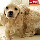 安庆【十年老店】常年繁殖优质血统腊肠犬幼犬