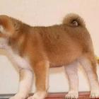 纯种秋田犬 日系秋田犬价格  秋田犬性格