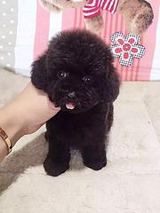 玉林茶杯犬专卖店 专门卖茶杯犬的人
