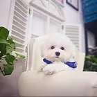 漯河精品卷毛比熊幼犬疫苗齐全保纯种健康签协议