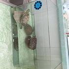 乌龟