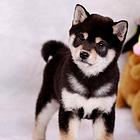 纯种柴犬 日系柴犬 高品质柴犬 保健康 可送货