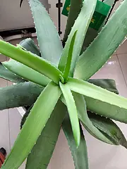 出售芦荟美容养颜植物带瓷花盆