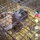 卖十多个成绩鸽