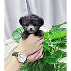 本地推荐精品茶杯小泰迪犬包纯种健康可签协议