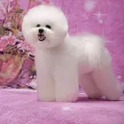 纯种比熊 赛级比熊 法国卷毛比熊 欢迎来犬舍挑选