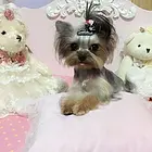 精品金头银背 专业繁殖出售纯种约克夏幼犬
