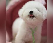 玉溪哪里可以买到纯种泰迪犬