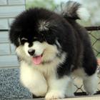 阿拉斯加雪橇犬 专业养殖 保质量保健康欢迎上门