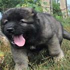 出售高品质赛级直系一熊版高加索幼犬购买签协议保健康