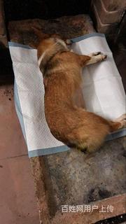 包头小动物死亡处理,包头宠物火化服务电话