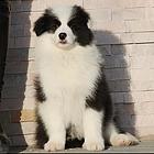 纯种高品质边牧幼犬出售 疫苗驱虫 保证健康可签协议