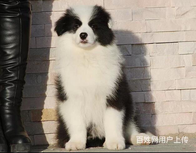 纯种高品质边牧幼犬出售 疫苗驱虫 保证健康可签协议的图片
