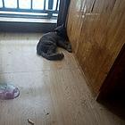 蓝猫