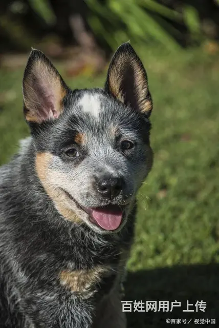 广州训犬狗狗上学训练训犬学校训犬师的图片