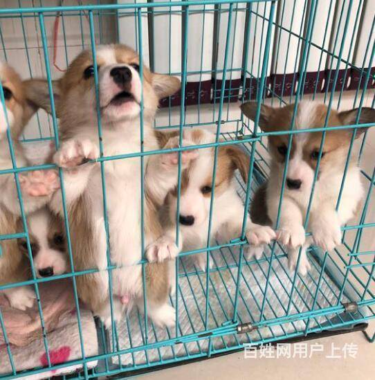 昆明石林柯基犬出售石林狗场纯种柯基犬常年出售