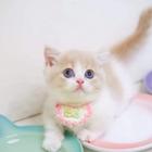 本地哪里有卖曼基康矮脚猫的 矮脚猫多少钱一只