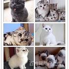 大理哪里有猫舍在哪里可以买到纯种猫咪