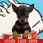 九江【十年老店】常年繁殖优质血统小鹿犬幼犬