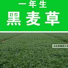 盐城哪里有草籽厂家