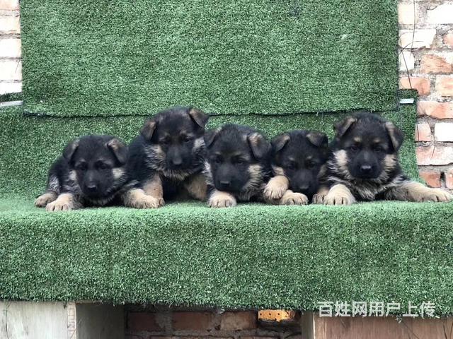 威海卖德牧的狗场，小德牧多少钱一只的图片