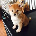 济宁【*推荐】柴犬犬舍‖柴犬养殖场