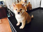 芜湖【*推荐】柴犬犬舍‖柴犬养殖场