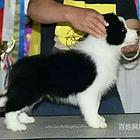 张家口卡斯罗一般价位卡斯罗多少钱一只