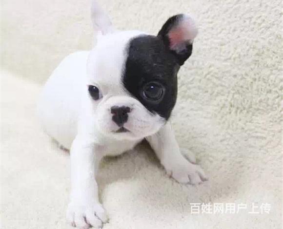 阿克苏卖法斗的犬舍，犬舍法斗一般价位的图片