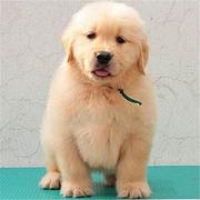 邯郸【金毛犬舍】地址 金毛一般价位