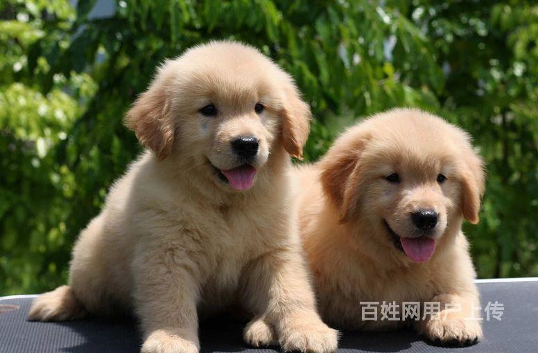 哪里有出售纯血统金毛犬的金毛犬繁殖基地繁殖金毛犬多只