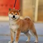 出售纯种赛级日本柴犬幼犬/品质保证