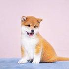 纯种柴犬幼犬 纯种柴犬价格 哪里卖柴犬