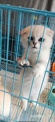 扶沟县宠物托运（猫咪狗狗）邮寄（承接所有活体运输）今日/推荐