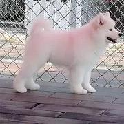嘉兴【*推荐】萨摩耶犬舍‖萨摩耶养殖场